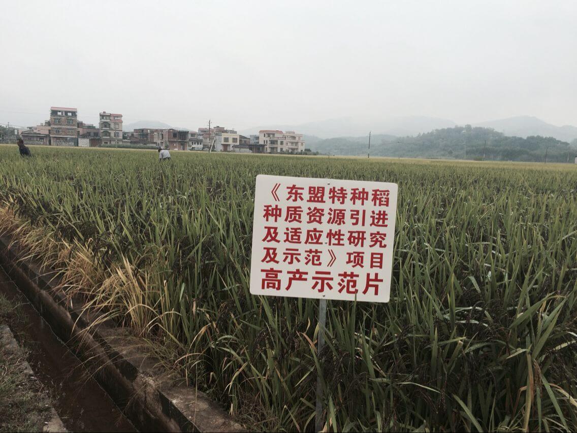 楊林村優質稻谷生產基地